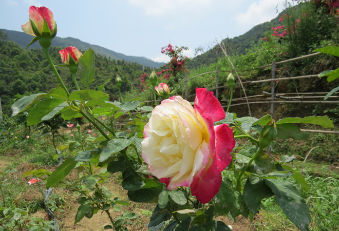 /DJGIMG/Upload/201503311039317Ut6Fp.jpg