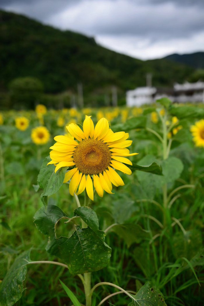 /UpFile/2017/7/20/201707201351163Ys6Ph.jpg